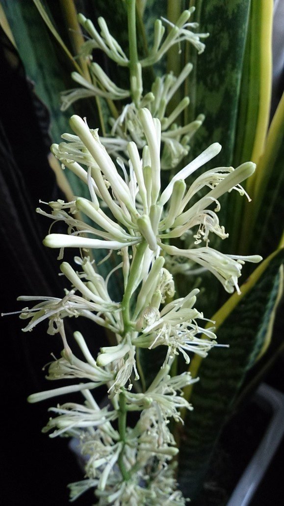 Espada de São Jorge (Sanseveria trifasciata laurentii). - Melhor com Florais